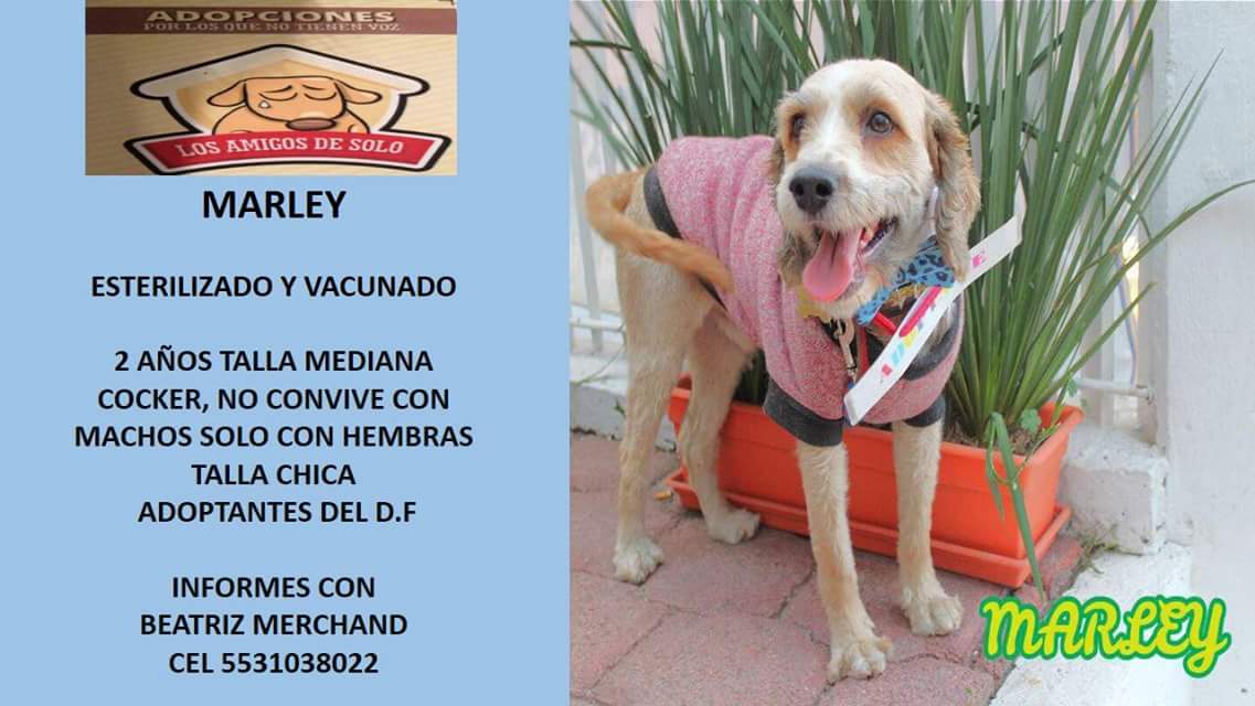 JuliesDaza's tweet photo. Comparto esta información si saben de alguien que quiera *Adoptar un Amigo* 🐶 y darle un hermoso hogar. 
Por favor dar reenviar y compartir la info.
Mil gracias 😘🐶 https://t.co/prK6RsdVWe