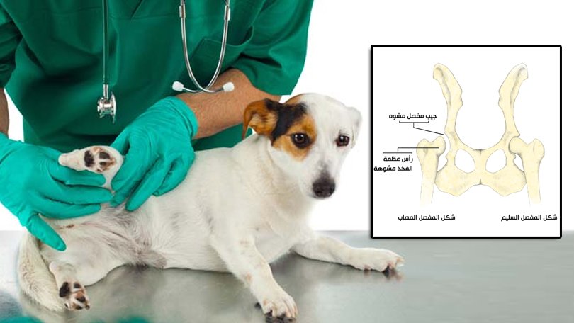 دليل عيادات بيطرية tweet media