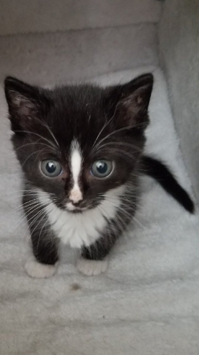 NaturalScratch's tweet photo. The little toe nommer

#cute #cat #tuxdeocat #pepelemew https://t.co/gsMyPrisAL