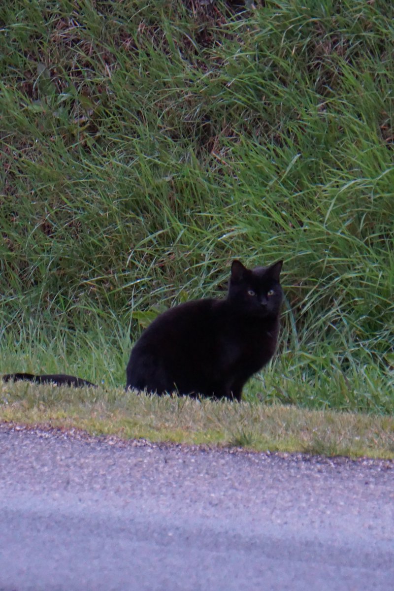 fishcotec's tweet image. to take your mind off it. does this cat have a really long tail or is there another cat hiding in the ditch? #hardquestion #itsthebesticandoatshortnotice