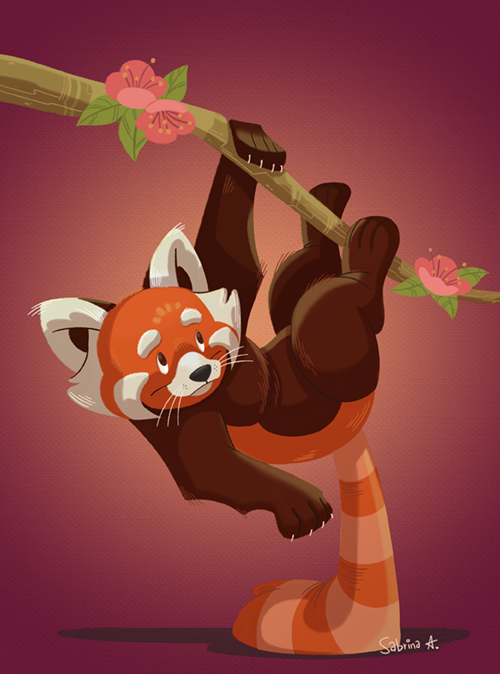 TheRealSibsy's tweet photo. Another red panda. https://t.co/DxKCw5kc84