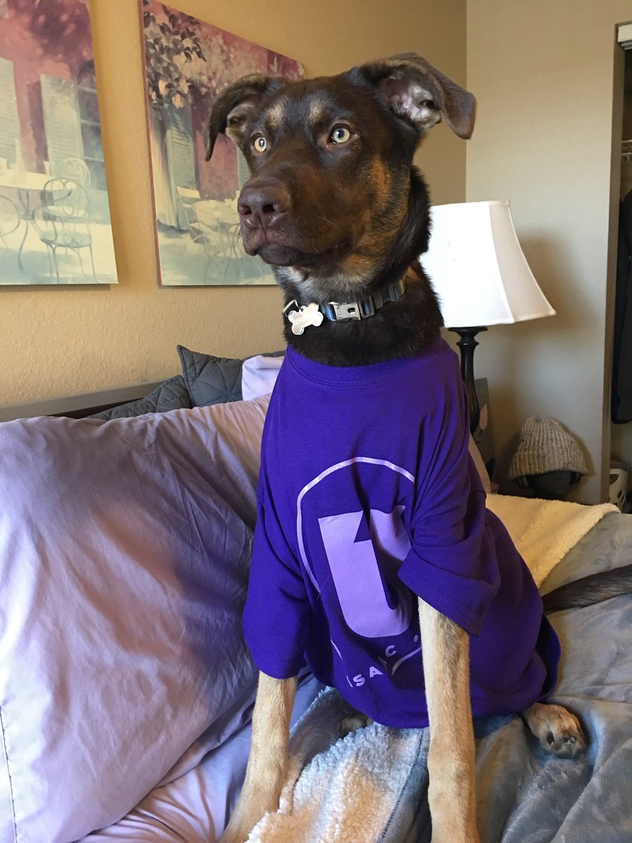 UnityWVU's tweet photo. These pups are voting for #UnityWVU. 

Are you?? 🐶

https://t.co/gjynQ5jRuV https://t.co/mbx07Na3SY