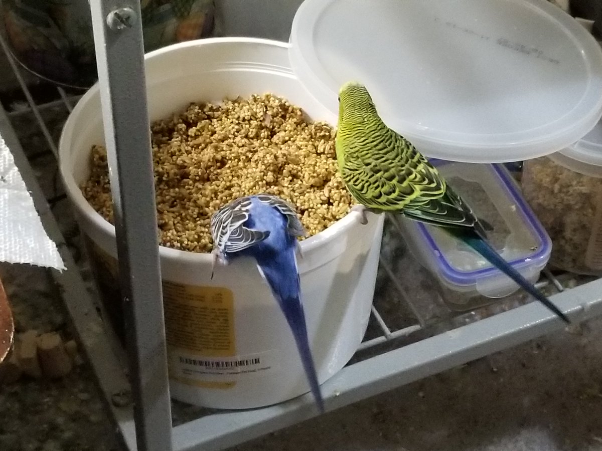 FlockIsFamily's tweet photo. @keelingrob @BudgieBouquet @LuckyBirdBooks @bluejaylover49 @DexterTheBird @Georgieboysmum @Beethov93953891 @sidTHEparrot @LauraAllen55 @Bronson006 @ImPuttu We got this!! #birddominion #whoneedshumans https://t.co/BxvcWf05PU
