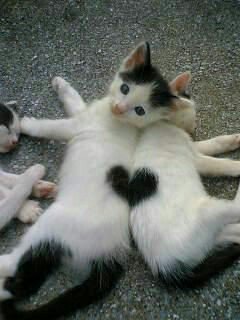 SadiaAkterJui's tweet photo. Love is in the Cats 😂😂😂😂 so cute. they look same as my kitty 😍😍 https://t.co/BVzKzmYr8C