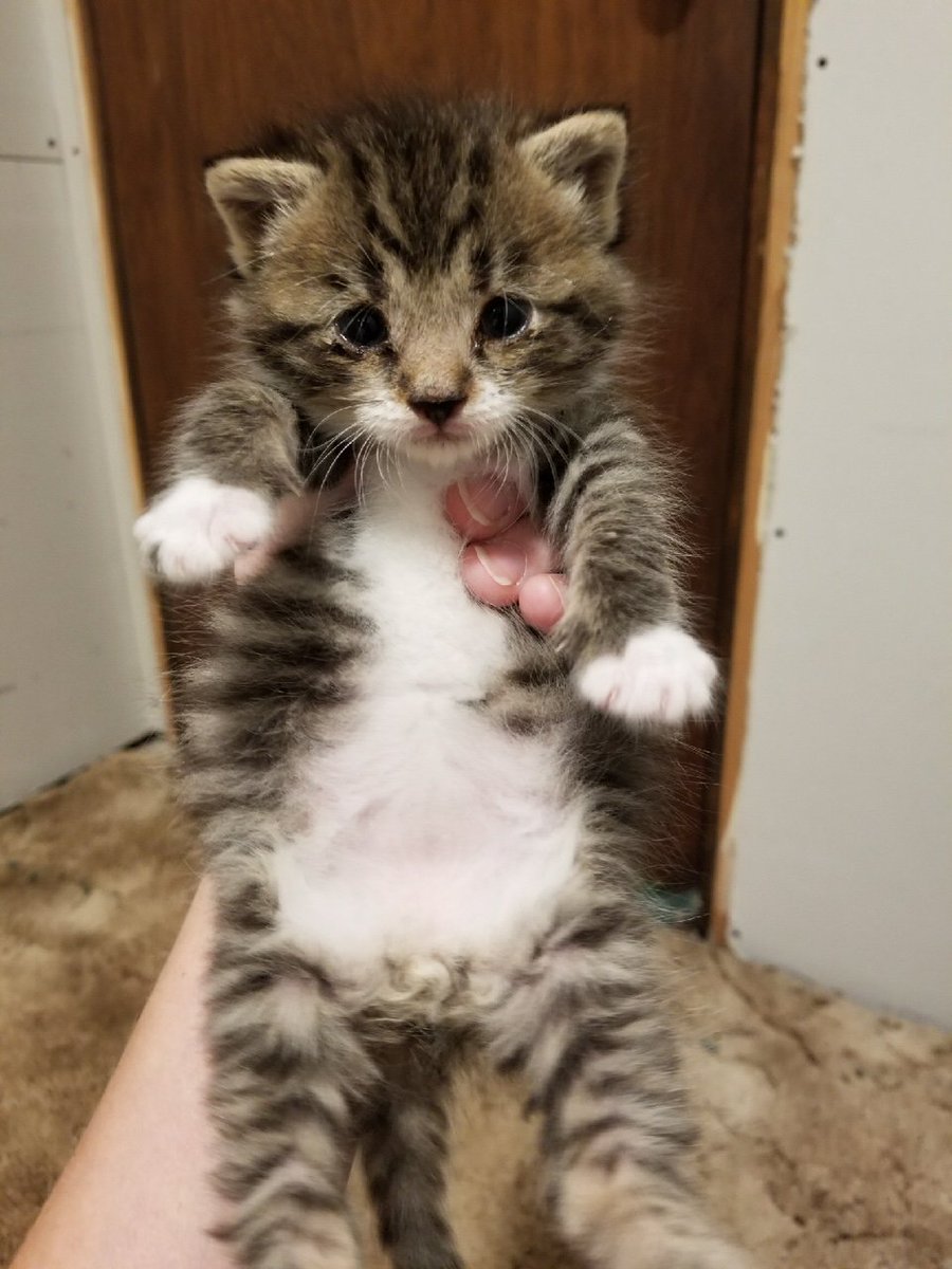 NaturalScratch's tweet photo. Teddy the Teddy bear

#cute #kitten https://t.co/k0ASenEs3l