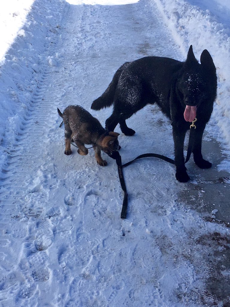 swade_23's tweet photo. #psdEvan has made a new friend. Prospective police service dog Crimson https://t.co/jbmkbWMivm
