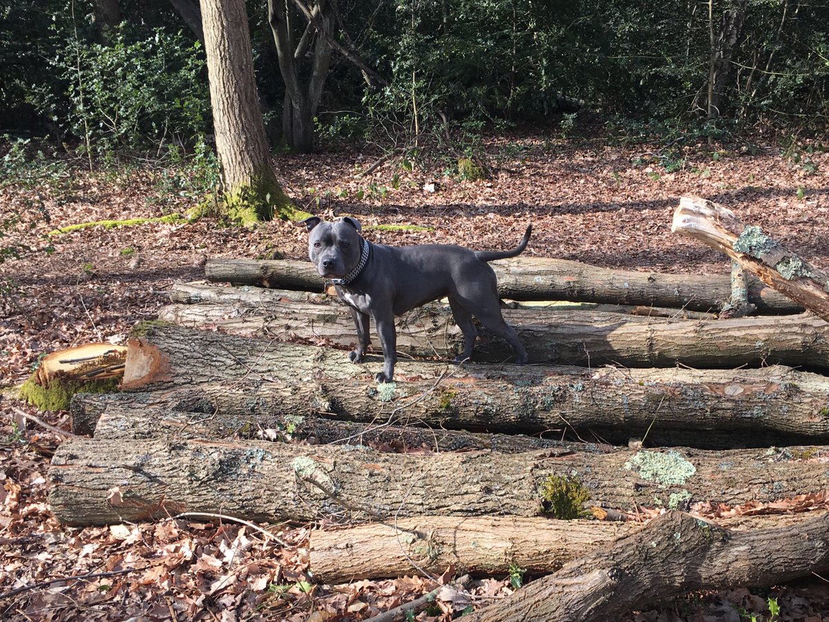 BlueStaffieRoxy's tweet photo. Can’t believe these woods were covered in snow ❄️ just a few days ago... Hello Spring ☀️🐾🐕
@dogcelebration 
@Staffie_Lovers 
@SoppyStaffiesUK 
#StaffordshireBullTerrier 
#DogsOfTwitter https://t.co/L8Mnb9UIyi
