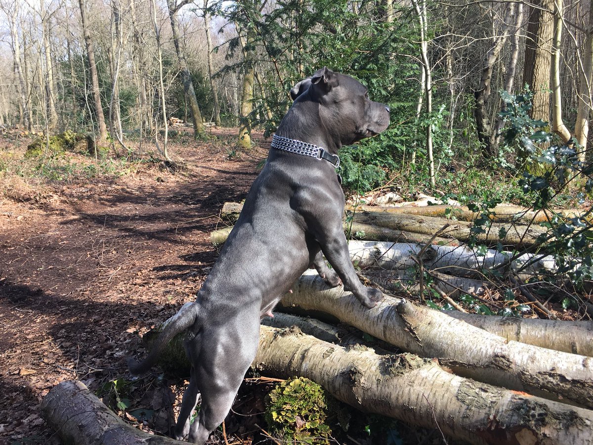 BlueStaffieRoxy's tweet photo. Can’t believe these woods were covered in snow ❄️ just a few days ago... Hello Spring ☀️🐾🐕
@dogcelebration 
@Staffie_Lovers 
@SoppyStaffiesUK 
#StaffordshireBullTerrier 
#DogsOfTwitter https://t.co/L8Mnb9UIyi