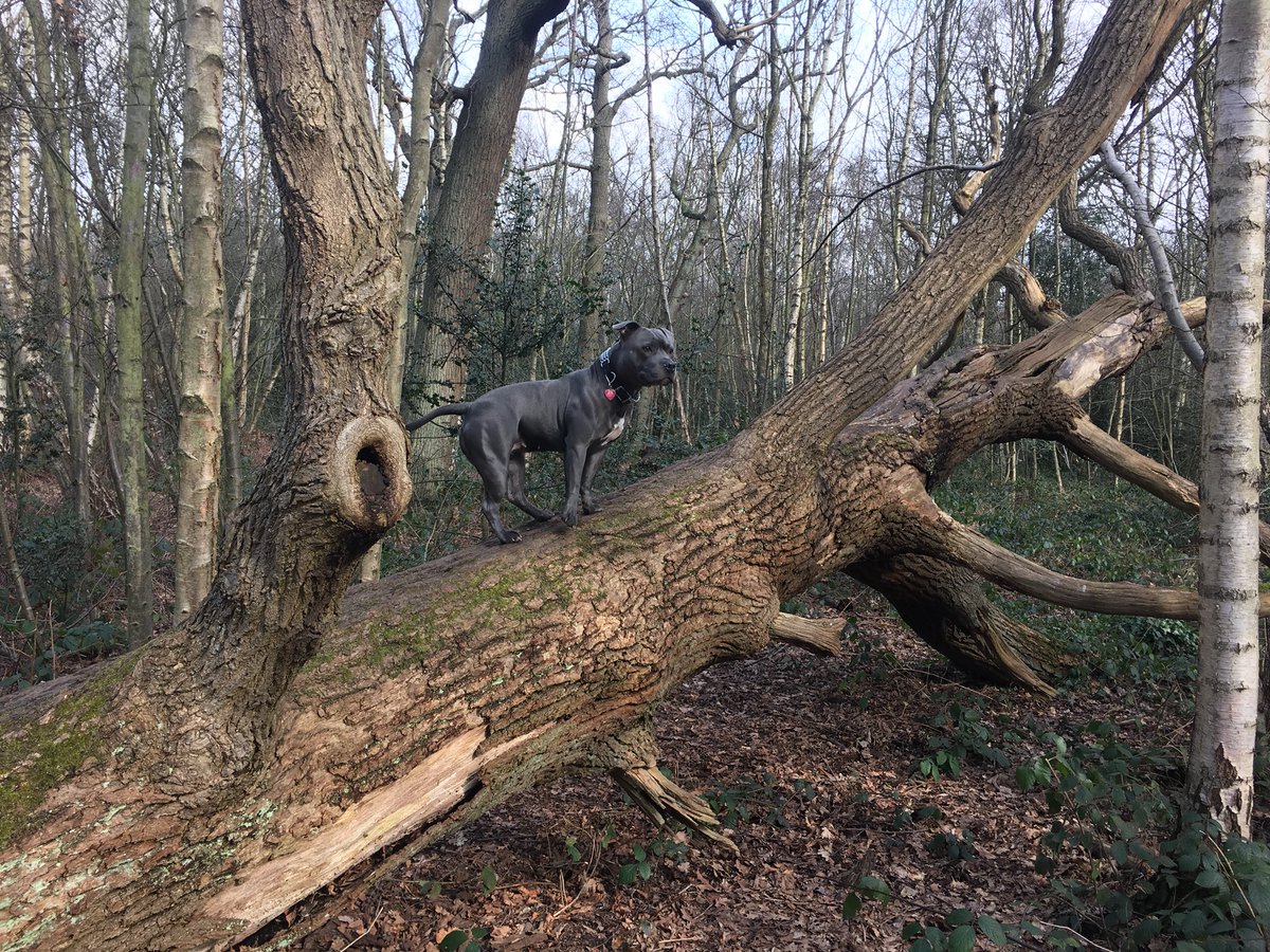 BlueStaffieRoxy's tweet photo. Can’t believe these woods were covered in snow ❄️ just a few days ago... Hello Spring ☀️🐾🐕
@dogcelebration 
@Staffie_Lovers 
@SoppyStaffiesUK 
#StaffordshireBullTerrier 
#DogsOfTwitter https://t.co/L8Mnb9UIyi