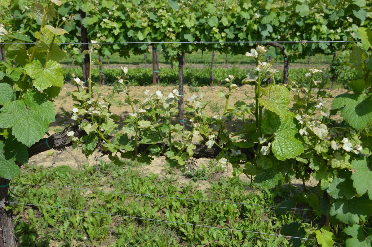 EuPathogen's tweet photo. Latest @EPPOnews report ➡️#Grapevine Pinot gris virus (#Trichovirus, #GPGV) has recently been detected in Pakistan, surprising!!
Do you know current GPGV distribution worldwide? Has it detected in your country?
Check it 👉 https://t.co/KbrZT6AAFq https://t.co/S6nguHrPsU