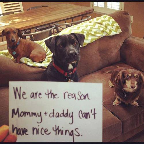 WeLoveDogsUSA's tweet photo. Love this!

@TheLuckyPupp @mesmitch #dogcelebration @j_zeverino @m_yosry2012  @HamillHimself #mydogiscutest #nuzzies @Berti_and_Ernie @Rossmac212  @WynneGuglielmo @Dogzprinted @CUTEFUNNYANIMAL @247razz
#dachshunds #mischievousdogs @dogsonsofas https://t.co/OPM97M5CXs