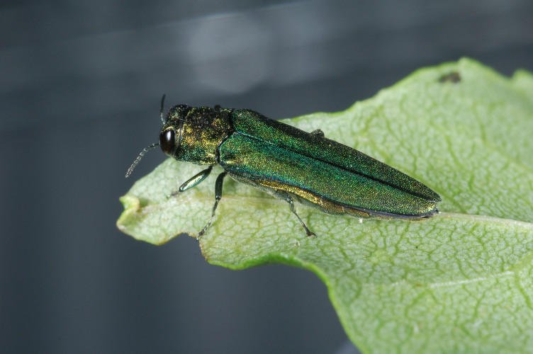 LISTEN: The Emerald Ash Borer: A Devastating Pest Arrives In Vermont, Now What? dlvr.it/QJztpR https://t.co/EEUUPHThlg
