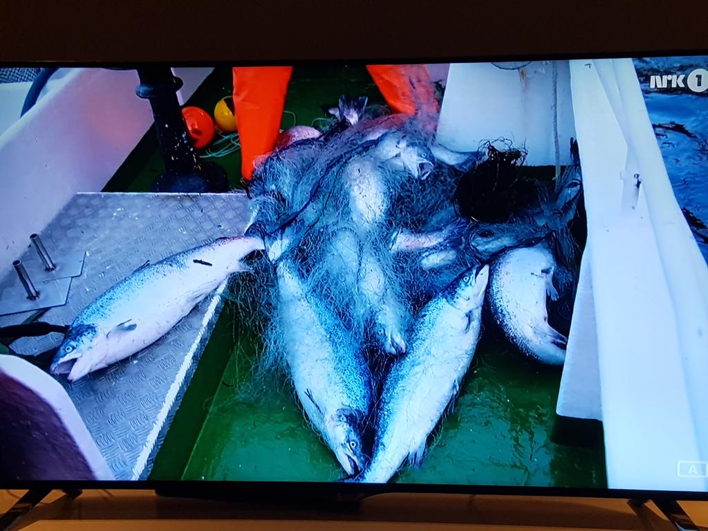 LeifHand's tweet image. Håper mange ser programmet"Den fantastisk villaksen"på NRK og dermed får se galskapen oppdrettsnæringen holder på med.  Dette er en skandale