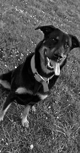 eme_h3's tweet photo. Mon petit ange❤ ... C'était bien trop tôt 😔💔 #RIPGOLD https://t.co/WRSOU77QZG