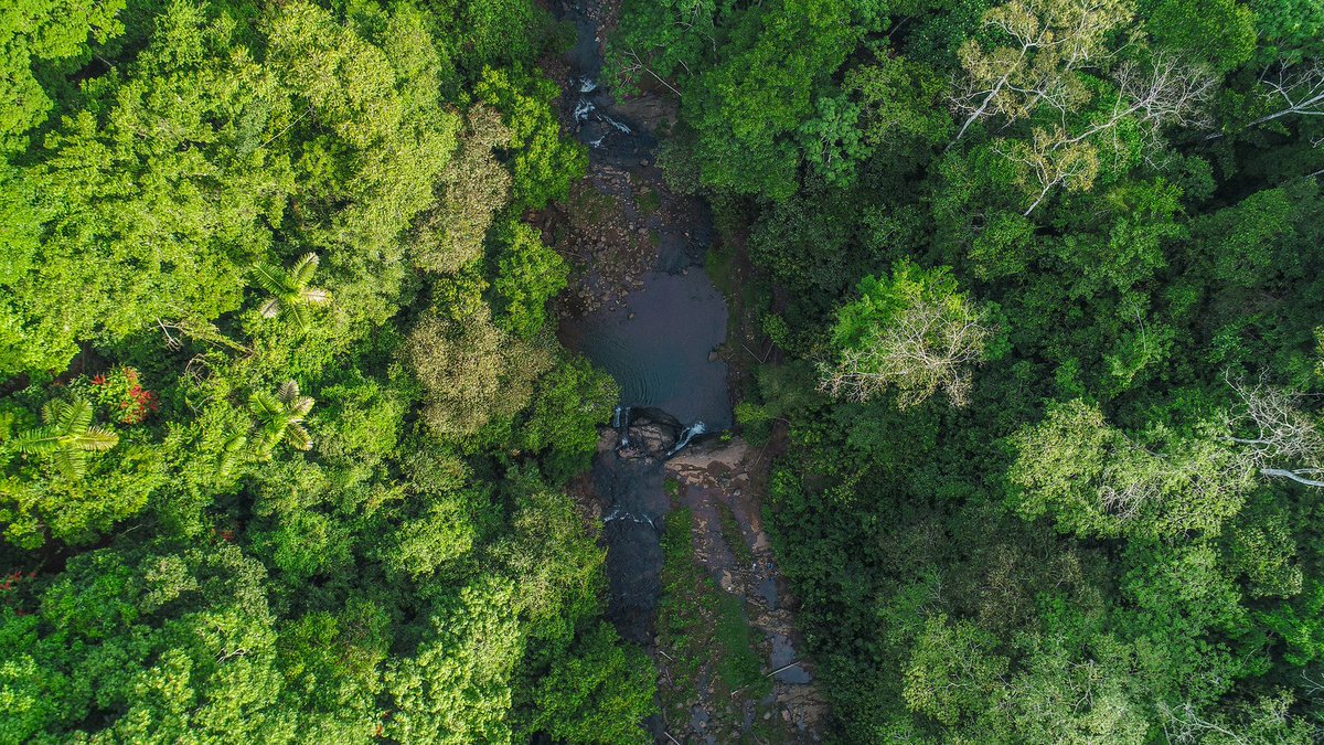 "Our main business here isn’t growing bananas; our main business is producing #biodiversity, fresh air, and stronger soils." —Álvaro Alvarado, #RainforestAlliance Certified™ banana farm manager bit.ly/2Fh50gk