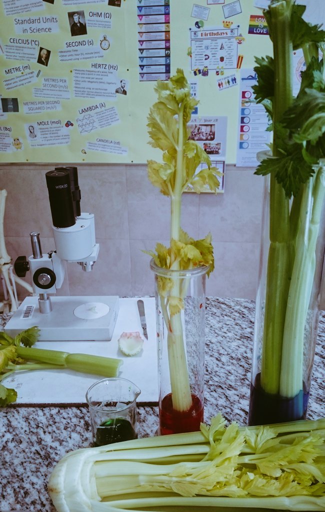 MissZanstra's tweet photo. It's the return of #scienceispretty w Y10 investigating vascular bundles and the flow of water in plants #BSQ 😍 https://t.co/5oLvh2sIt1