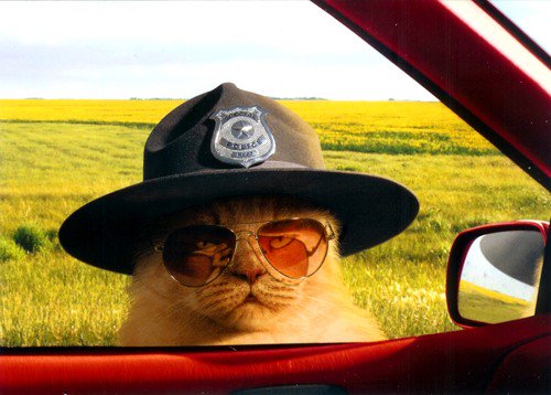 Trying to broker this deal now:  If we get 10,000 followers by April, we want a police cat.  If you support this important public safety initiative, follow us &amp; RT  #BigGoals #PoliceCatAssociationofAmerica