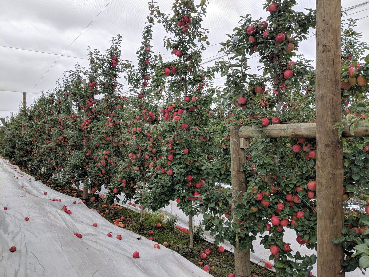 jmcextman's tweet photo. Honeycrisp at M A Orchards near Timaru https://t.co/NUg63h18r6
