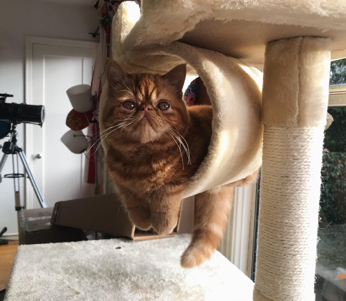 "My cat finally figured out how to get in this floating tunnel. He is so proud of himself!"