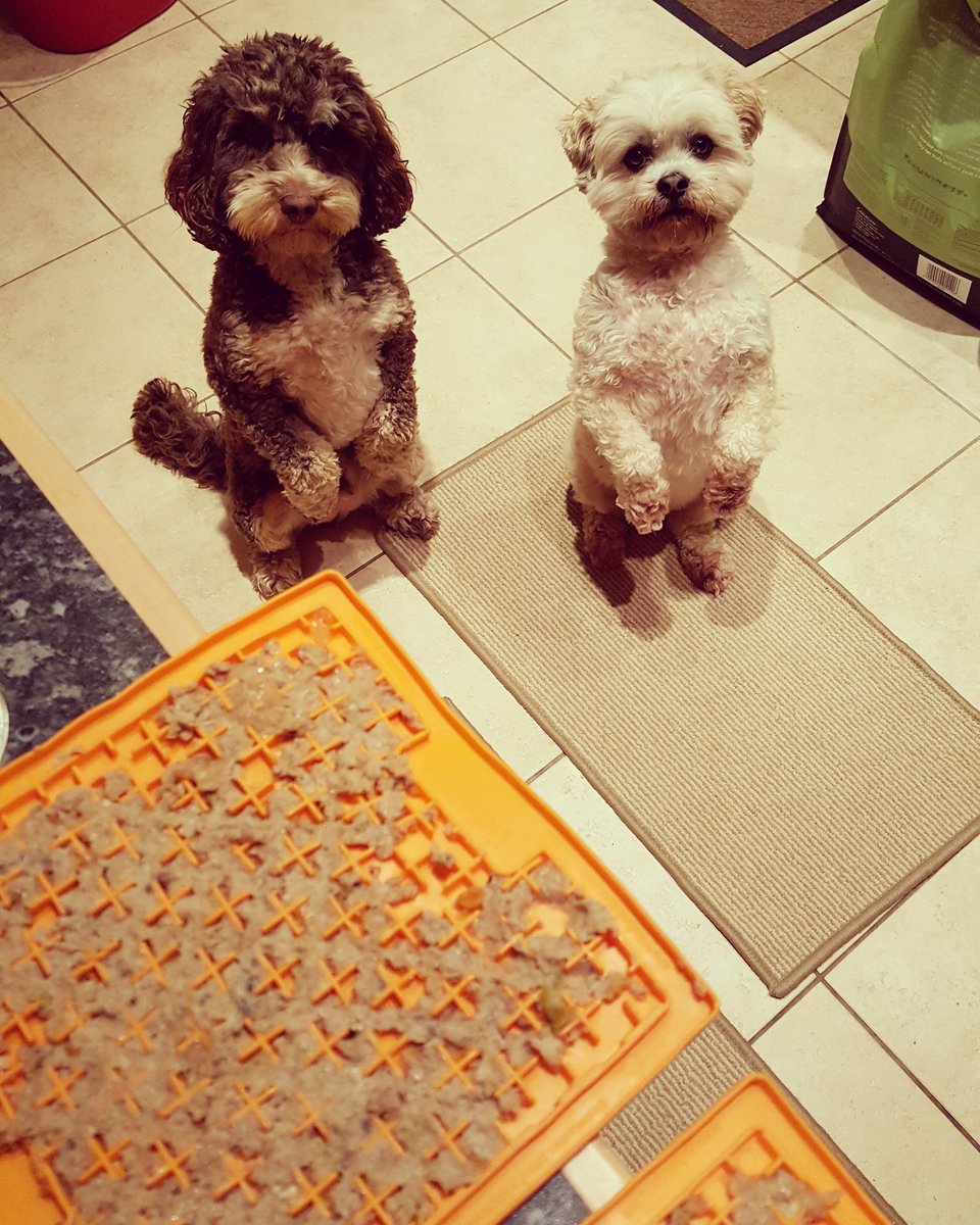 Happy_Buddies_'s tweet photo. I think my boys really want their Salmon and Herring Licki Mats! They've been good boys today so are getting this as a treat! 🐶
#mentalstimulation #lickimat #salmon #herring #lhasaapso #cockapoo #wellbehaveddogs #lovemydogs #cutedogs #dogs #iwantsome @Canaganpetfood https://t.co/xZjdpgYz62
