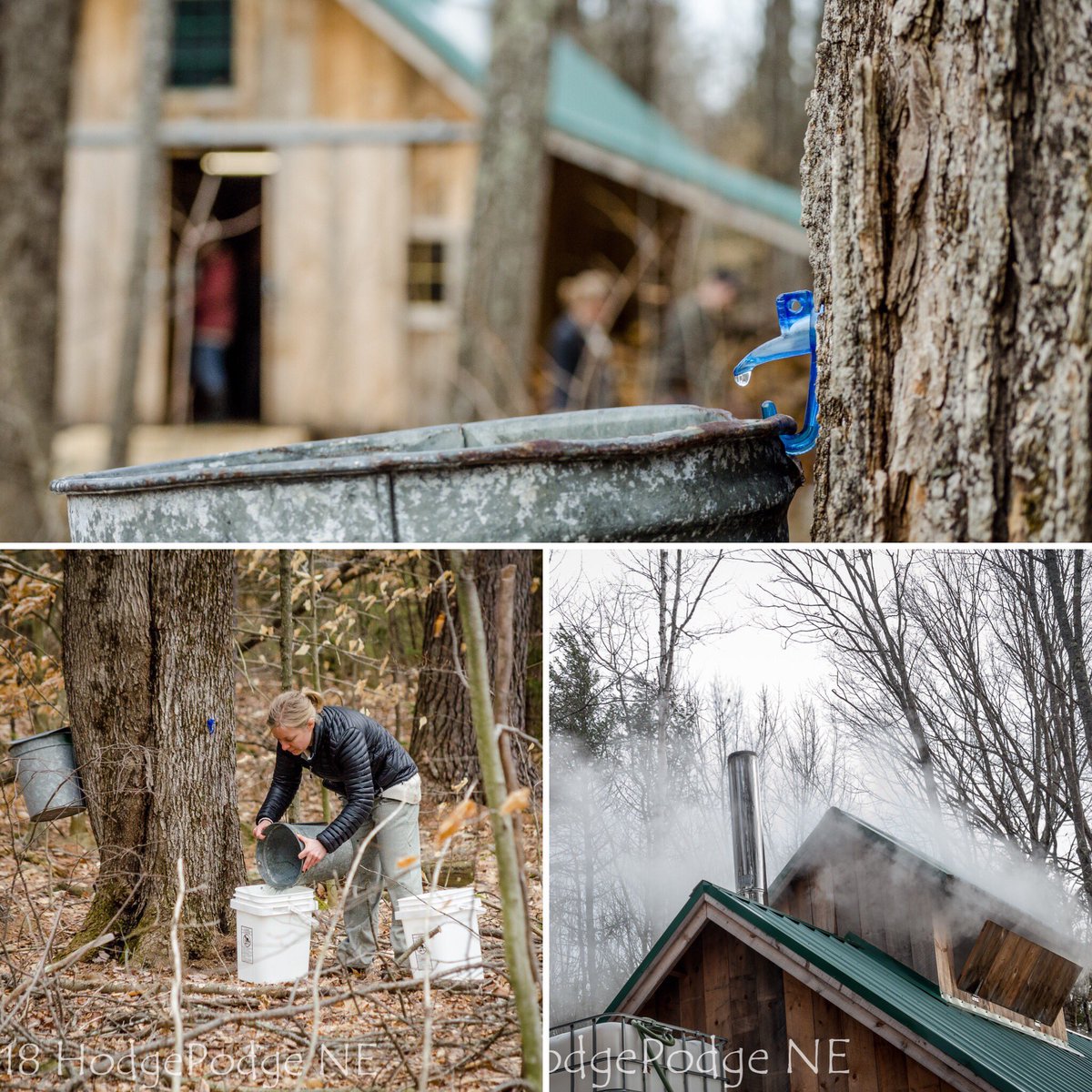 maplemoonfarm's tweet photo. Please join us this Sunday, March 11 from 12 PM to 3pm As the sugarhouse will be open. Hope fire the evaporator, collect sap or simply learn more about the process. mini pancakes + syrup made on our antique wood cookstove if there is interest. Free and open to everyone https://t.co/wNqmybK7Vm