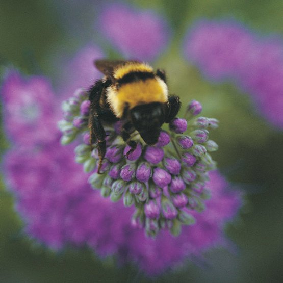 finegardening's tweet photo. Bring the buzzz back to your garden! Learn what to plant to support our pollinator friends! #savethebees https://t.co/IyslRe5F0M https://t.co/MJPTCiZu1S