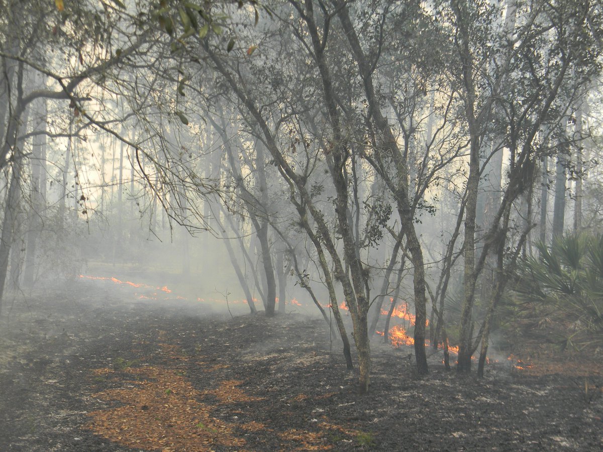 FFS_Okeechobee's tweet photo. #HighlandsCounty #MiniRanch Wildfire- SW winds spread the smoke and the fire away from the homes towards the sod fields. State Wildland Firefighters anticipated the wind shift, diligently watched for spot fires &amp; extinguished them quickly before they reached an unmanageable size. https://t.co/63SvhcJlxY