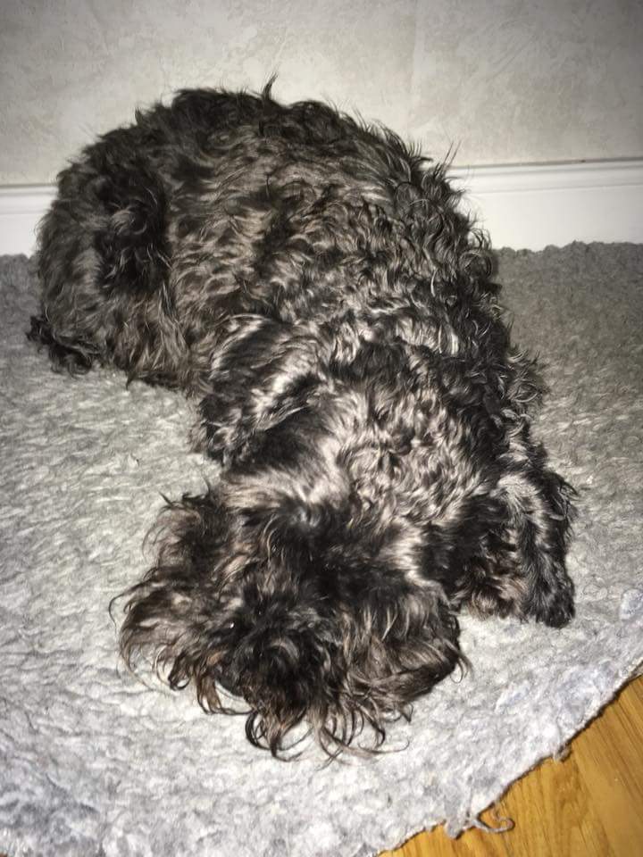 //A sad day but i know you will live on up there thanks for the 13 years! R.I.P