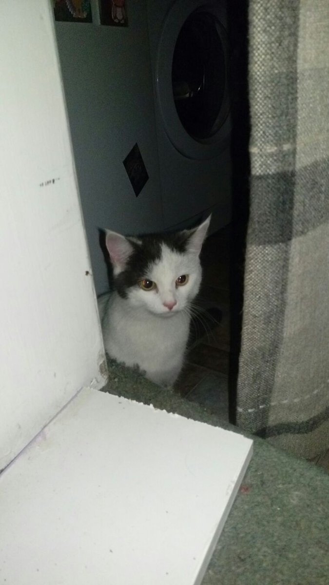 KeighleyCatCare tweet picture