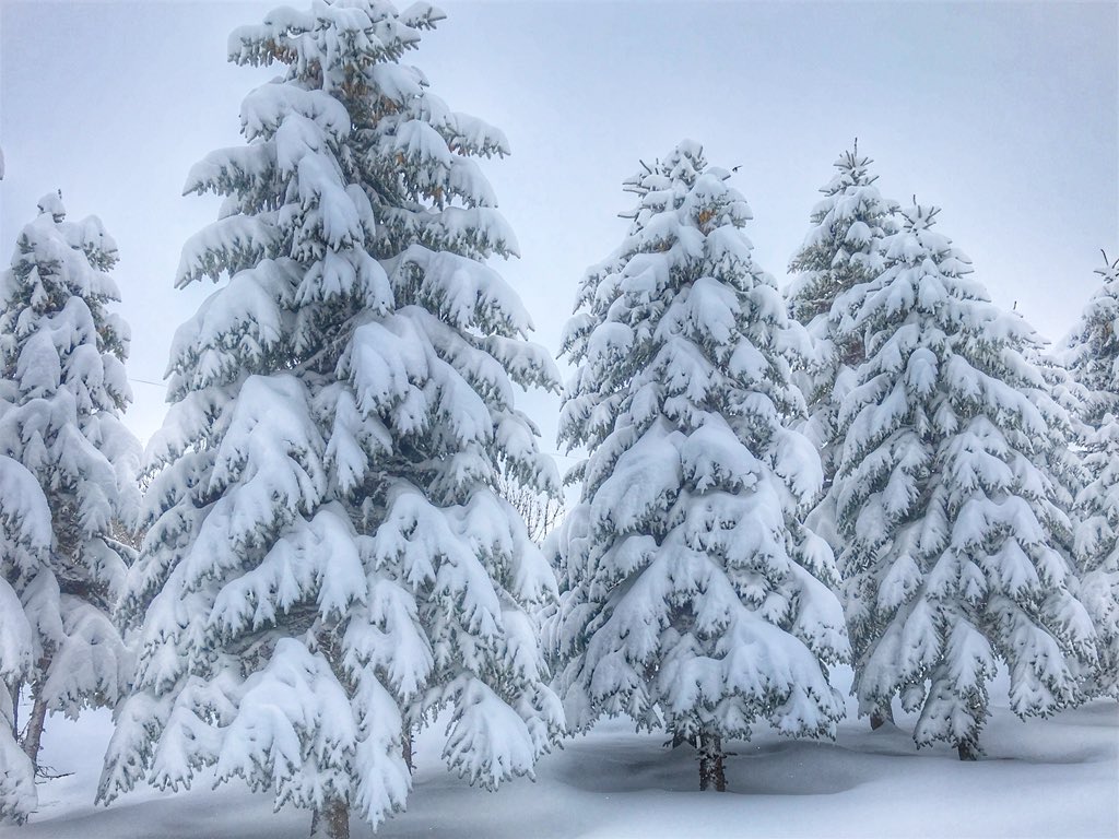Snow covered pine tree. #mysask