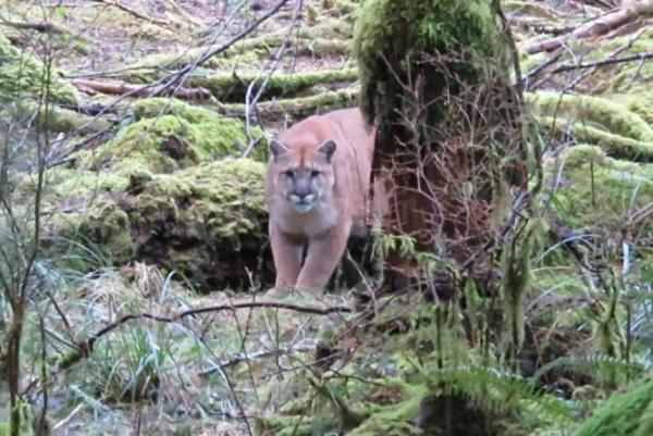 leevolpe's tweet photo. There's a metaphor about men in here somewhere. 💁
https://t.co/jGwXTkPUjQ
#mountainlion #rightladies #bigkitty #TeamVolpe https://t.co/sSbkO2HY0S