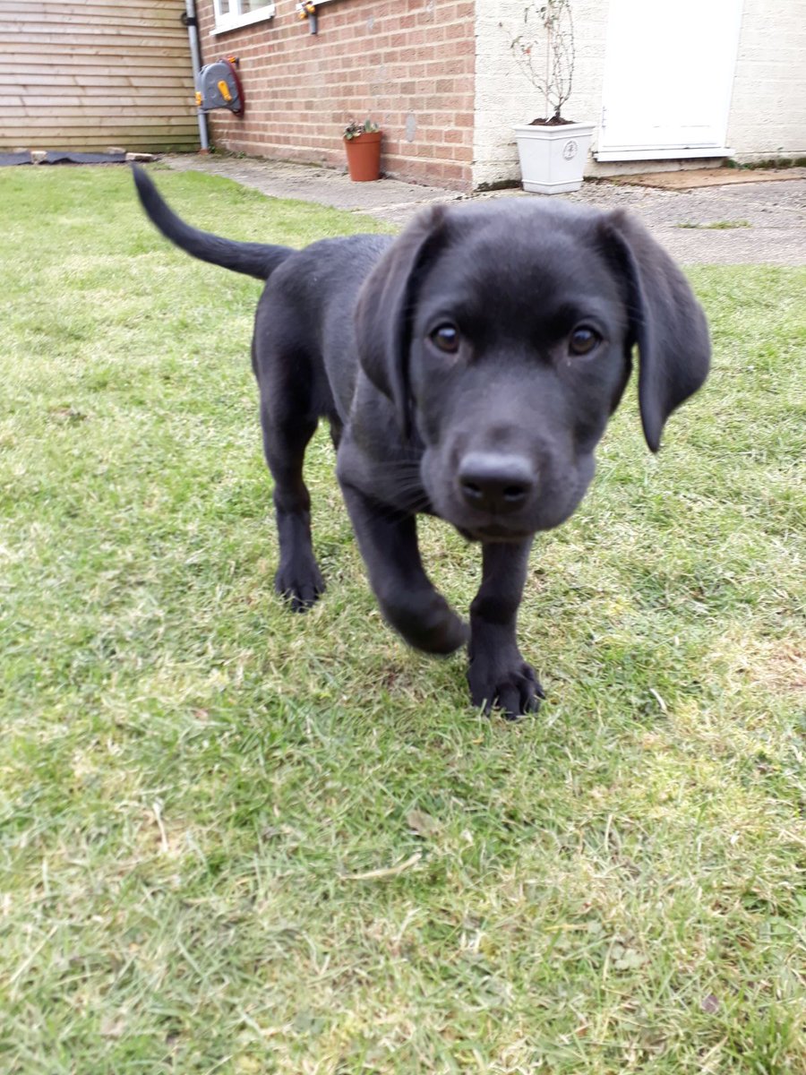 Jenzpets1's tweet photo. Had a lovely time looking after this little fella today. So gorgeous 😍😍  #jenzpets  #Haverhill #dogwalker #labpuppies #dogsoftwitter #dogs https://t.co/ZveL2KUNie