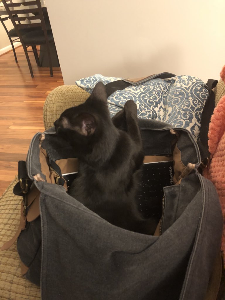 TheSofiaDrake's tweet photo. When youโre writing and look over at your bag and see your kitten trying to get smuggled to work with you. ๐๐๐๐#trickykitty #kittens #writingwoes https://t.co/x7h2SCFNaH