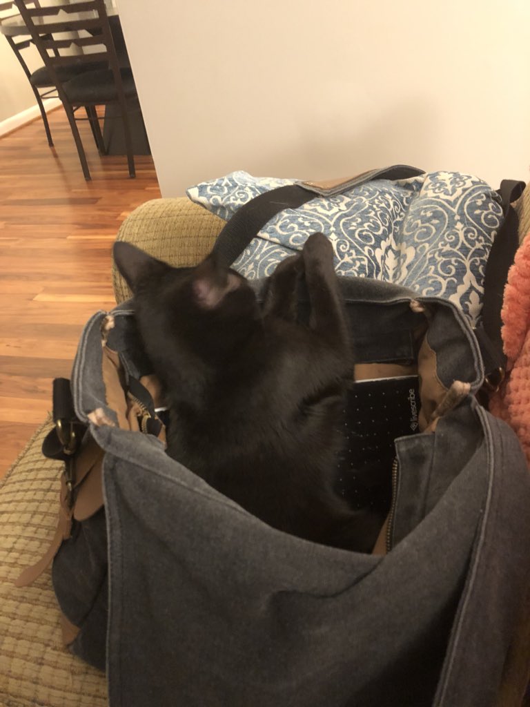TheSofiaDrake's tweet photo. When youโre writing and look over at your bag and see your kitten trying to get smuggled to work with you. ๐๐๐๐#trickykitty #kittens #writingwoes https://t.co/x7h2SCFNaH