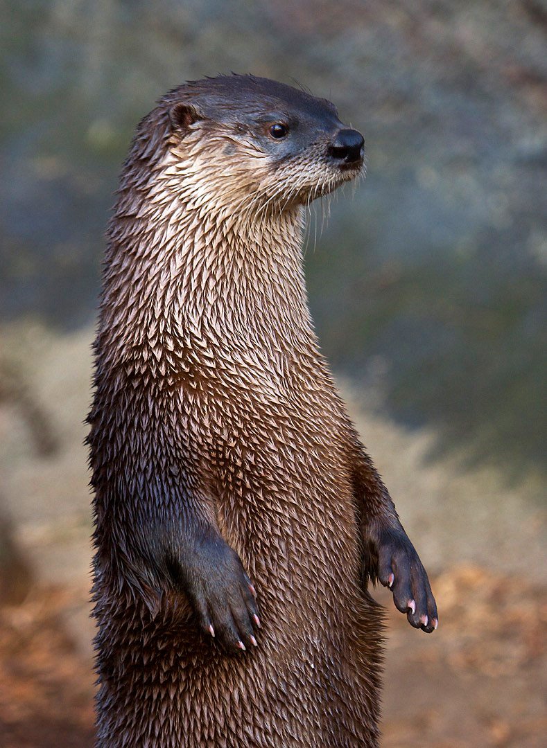 27bslash6's tweet photo. Until further notice, this twitter account will only be used to post pictures of otters. https://t.co/DsopWEbPcV