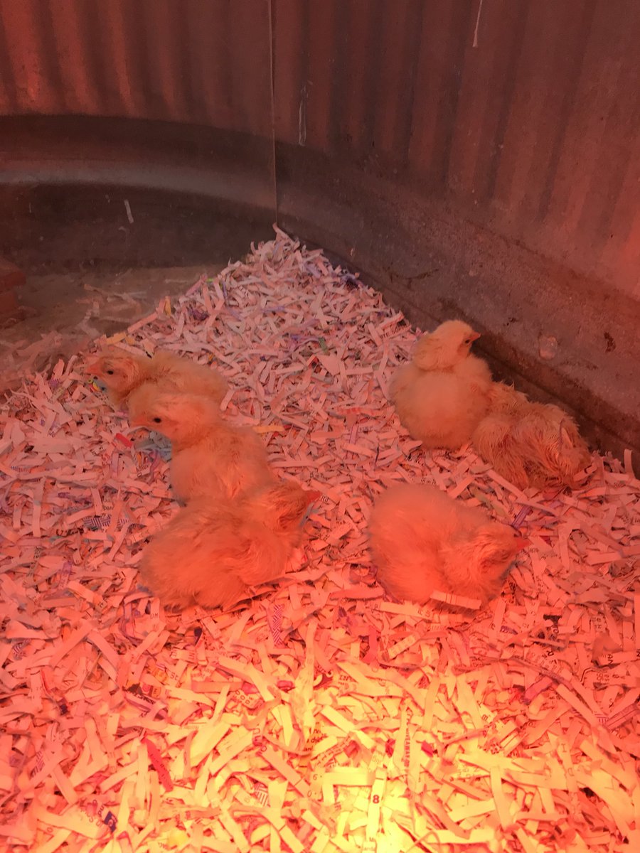 ColeMeador2's tweet photo. Successful hatch so far. Another big batch starting to hatch. Watch their progress at https://t.co/ufFLo2V0XI. 
@Nebraska4H @LancasterCo_4H https://t.co/ohzKzcYr5q