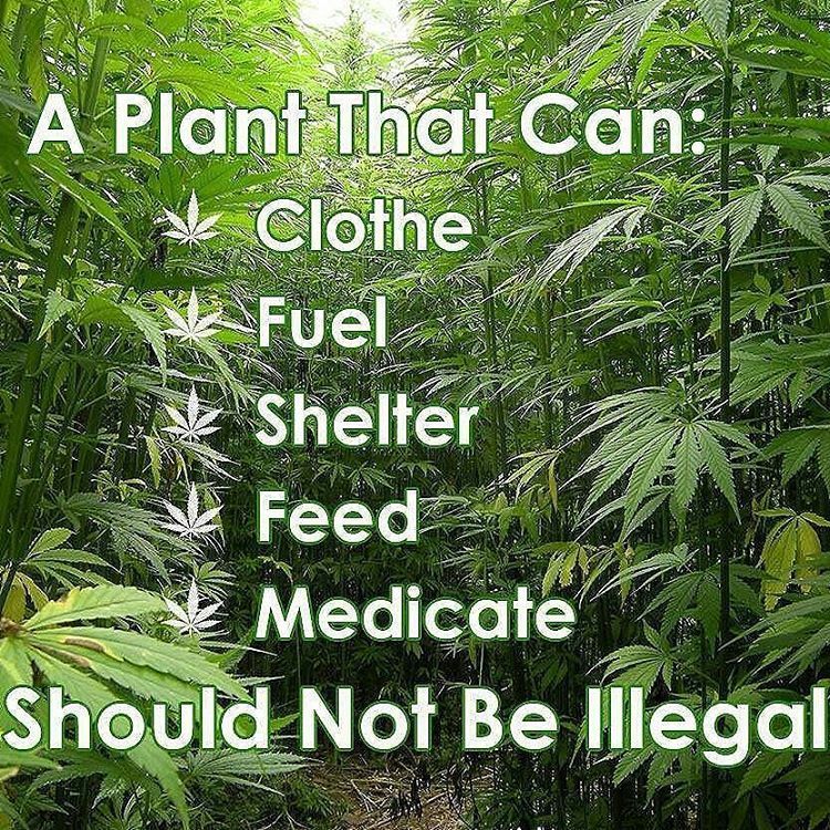 Hemp_Lords's tweet photo. hemplifeproducts:

Double tap and tag a friend in the comments to help spread Hemp knowledge!

#MyMuchoMacho #MuchoMacho #HempLife #H420 #Hemp #hempfest #hempwick #hempplastic #hemppaper #hempproducts #hempro #hempfuel #hempcompany #healthy #health #heal… https://t.co/iCYnTzvuSC https://t.co/JuN3GEt2CL