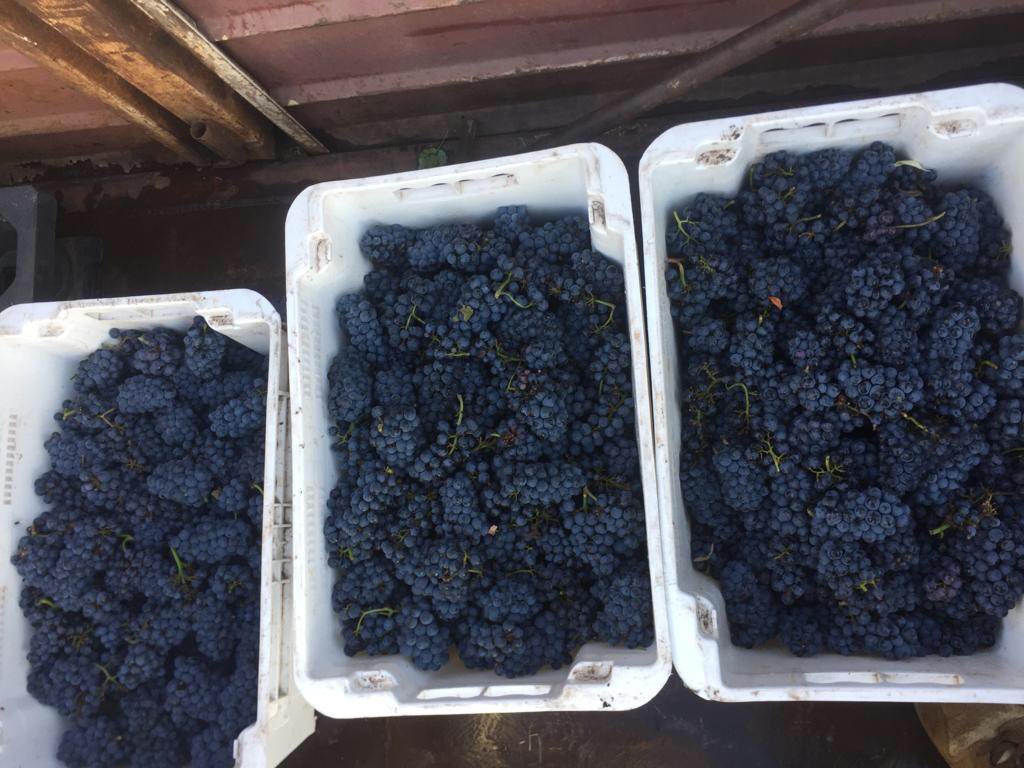 Vinicast tweet media