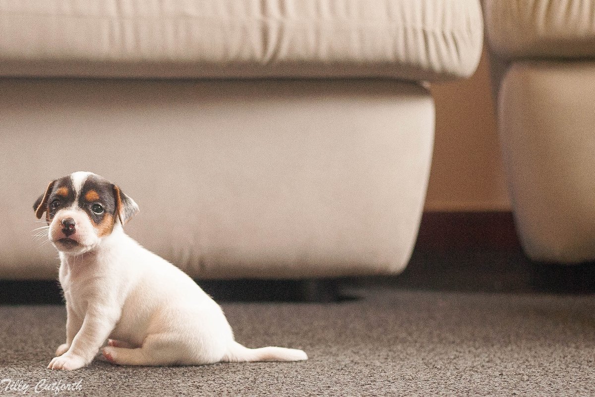 wp.me/p9dBc6-9w I posted a video of this cutie! Seriously I'm in love with this little puppy of ours! #puppy #puppyvideo #puppylove #jackrussellterrier #petowners #firstpet #firsttimepetowners #lifestyleblog #lifestyleblogger #nzblogger