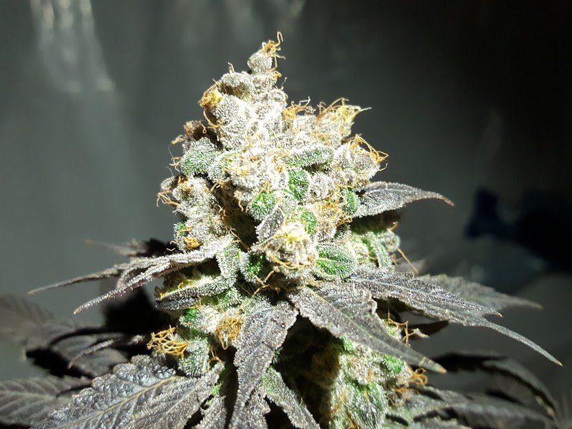 NitroNutes's tweet photo. The results are in; people are liking what our nutrients can do.
We Heard You!! Higher concentrations are coming!
#MMJ #highgrade #growyourown #smokeyourown #growsky #keepgrowing #weed #hydroponics #dailycannabis https://t.co/C7YOWaC4Fj