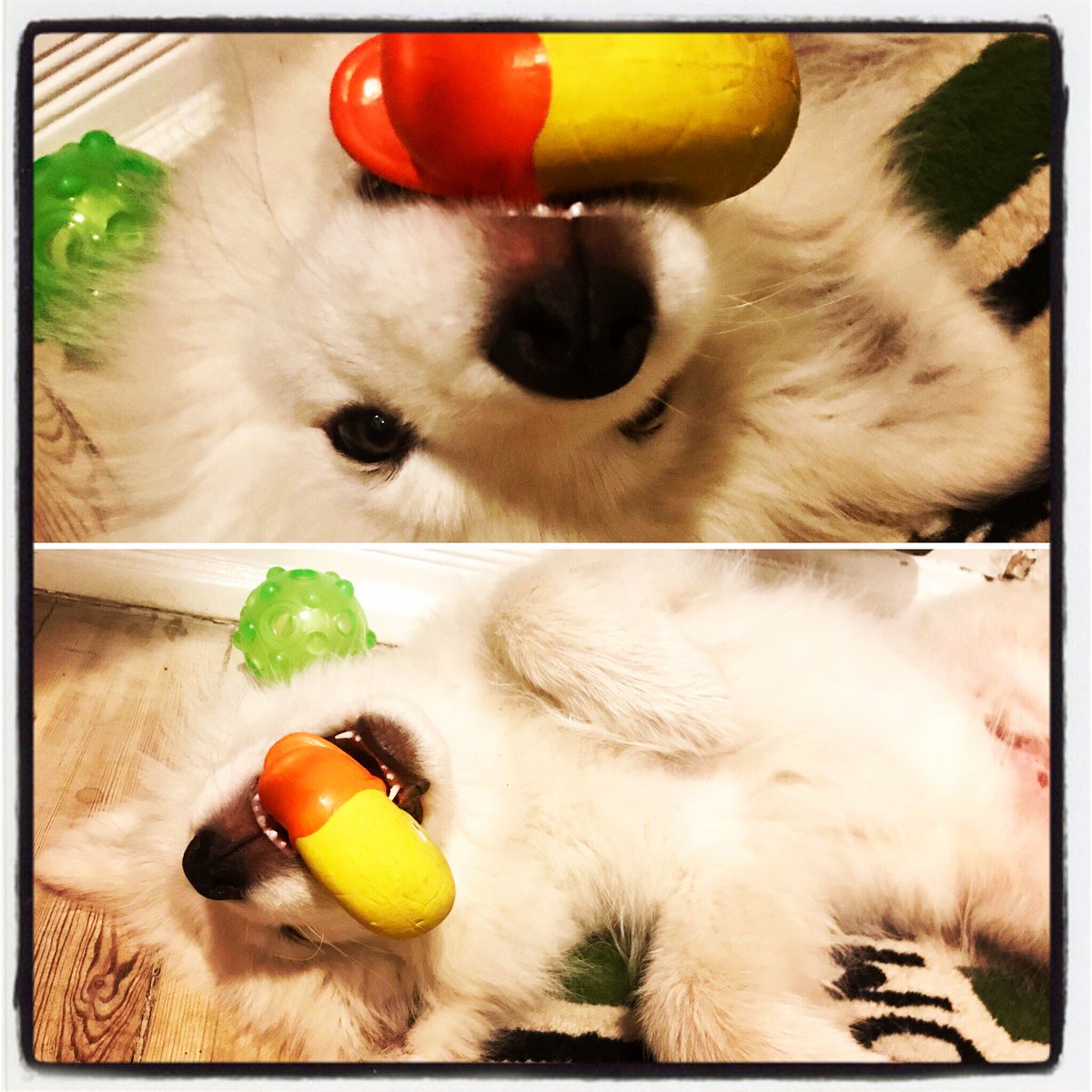 MarcusActor's tweet photo. Puppy play / Puppy sleep... there is a very fine and fragile line between the two! #bogi #mydog #samoyed #marcusaurelius2 https://t.co/1UAGGBLtmm