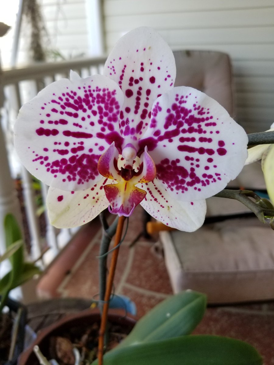 adelejenczyk1's tweet photo. #orchids #blooming  in  #mygarden  #Phalaenopsis https://t.co/brt37hP2O4