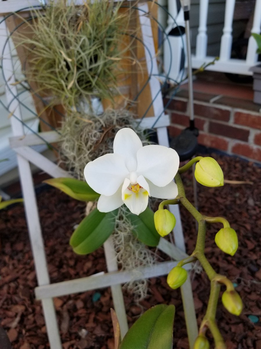 adelejenczyk1's tweet photo. #orchids #blooming  in  #mygarden  #Phalaenopsis https://t.co/brt37hP2O4