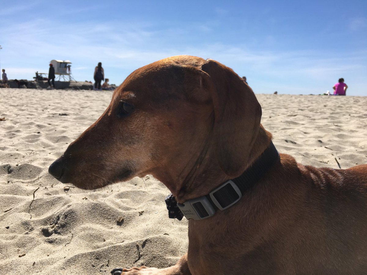 Stephanie Castillo (@thebananamd) on Twitter photo Peanut is sure glad his mom is doing her residency in San Diego <a href="/KPSDFMR/">KP San Diego FM Residency Program</a> #dogsofkaiser Peanut is sure glad his mom is doing her residency in San Diego <a href="/KPSDFMR/">KP San Diego FM Residency Program</a> #dogsofkaiser