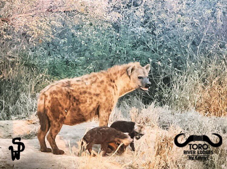 Fact of the Day: proven tests have shown that the intelligence of Spotted Hyenas rival that of Chimpanzees #tororiverlodges #hyena #africanwildlife #wildafrica #southafrica #southafricanwildlife #africanature #animals #africananimals #natgeo #wildwoyages #travel #adventure