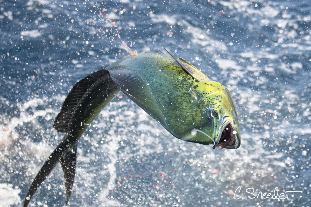 Well this settles it... Mahi-mahi for dinner it is! #oceantotable l #catchoftheday