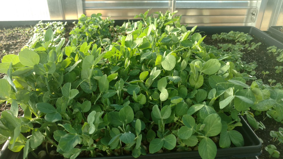 More exciting news from Together We Grow! As of today, our Mighty Microgreens are on sale at Ashery Farms in Heath!! Please stop in and check out their wonderful selection of healthy foods, and pick up some Mighty Microgreens for tonight's dinner!