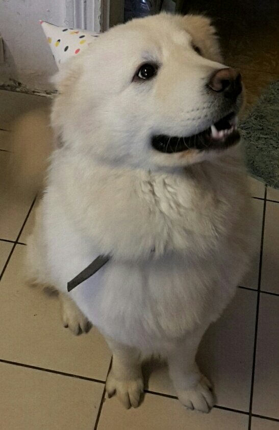 frombitenotdead's tweet photo. @BeggingWiIk My big/little baby and teddybear Aiko, he was abused as a puppy but now he's superspoiled and honestly the best thing that's ever happened to me https://t.co/FCJd4hJZ4K