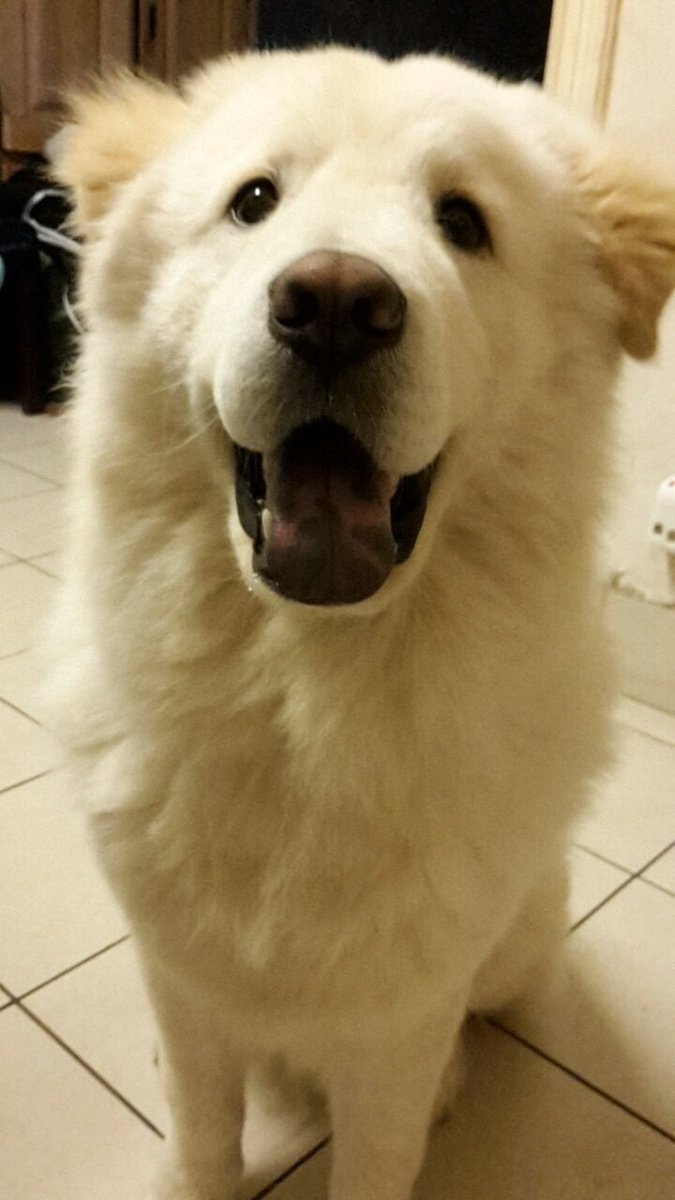 frombitenotdead's tweet photo. @BeggingWiIk My big/little baby and teddybear Aiko, he was abused as a puppy but now he's superspoiled and honestly the best thing that's ever happened to me https://t.co/FCJd4hJZ4K