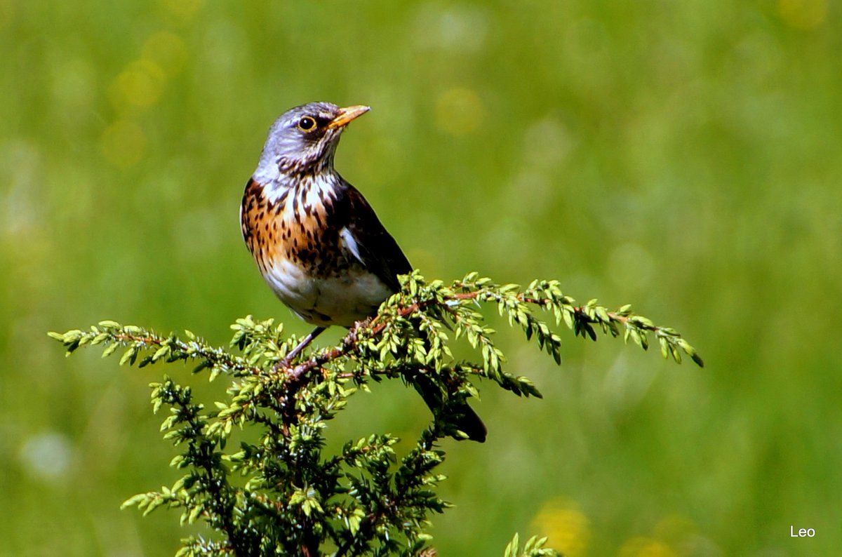 Kramsvogel